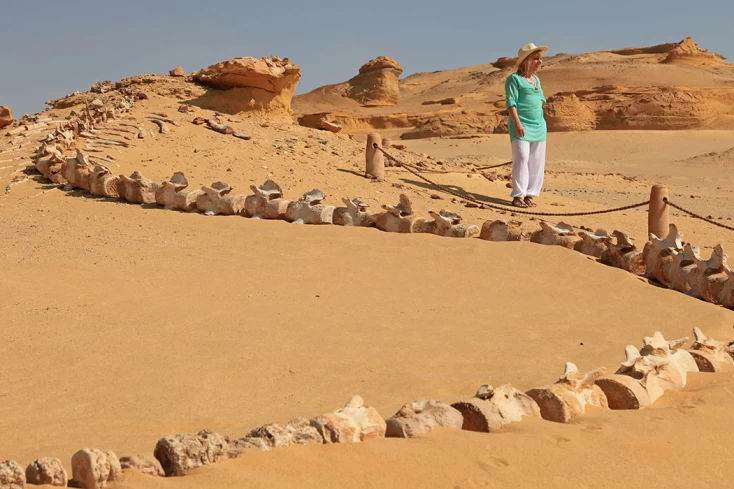 Valle delle Balene in Egitto: Guida Completa alla Wadi El Hitan