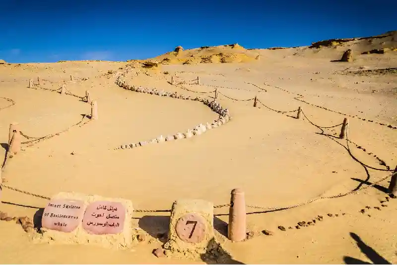 Fossili preistorici della Valle delle Balene in Egitto - Wadi El Hitan patrimonio UNESCO