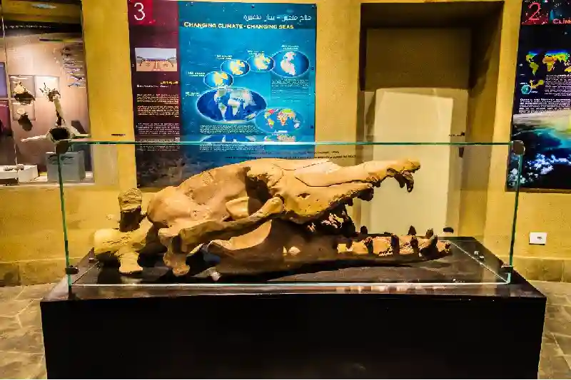 Museo all’aperto e Fossil and Climate Change Museum nella Valle delle Balene in Egitto