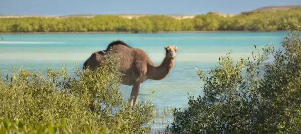 Escursione Parco Nazionale Wadi El Gemal in jeep 4x4 nel deserto egiziano