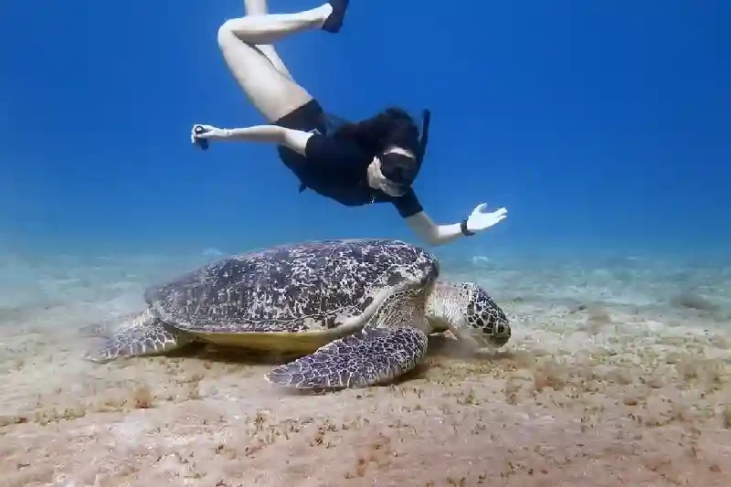 Tartaruga marina ad Abu Dabbab