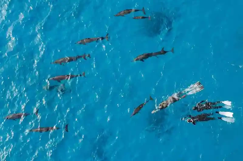 Snorkeling tra i delfini a Dolphin House