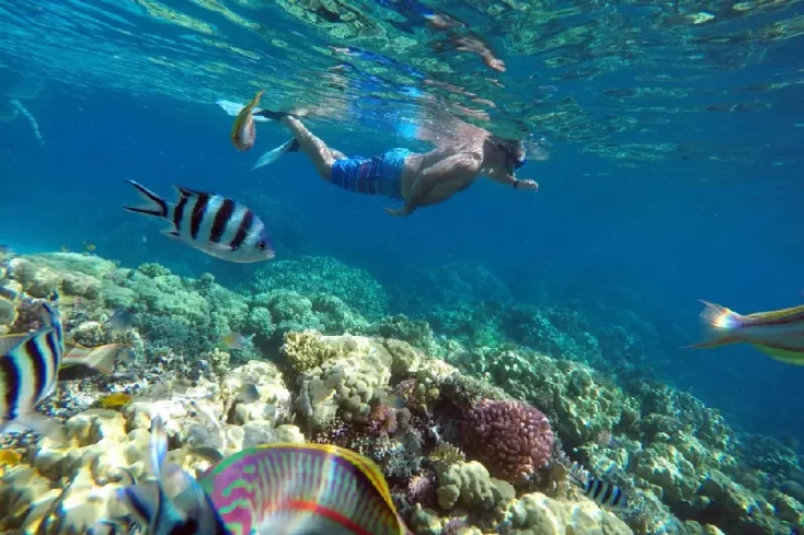 Snorkeling tra coralli e pesci colorati in Escursione all’isola di Mahmya Hurghada