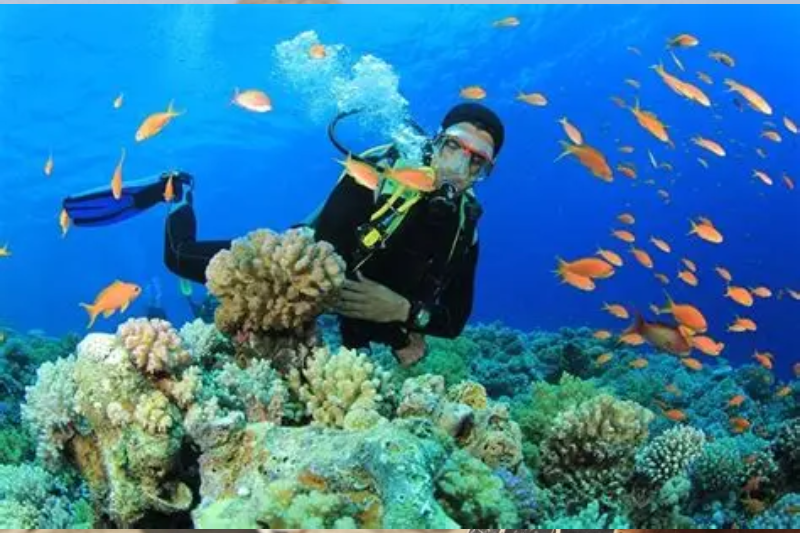 Snorkeling a Marsa Alam tra coralli colorati e fauna marina del Mar Rosso