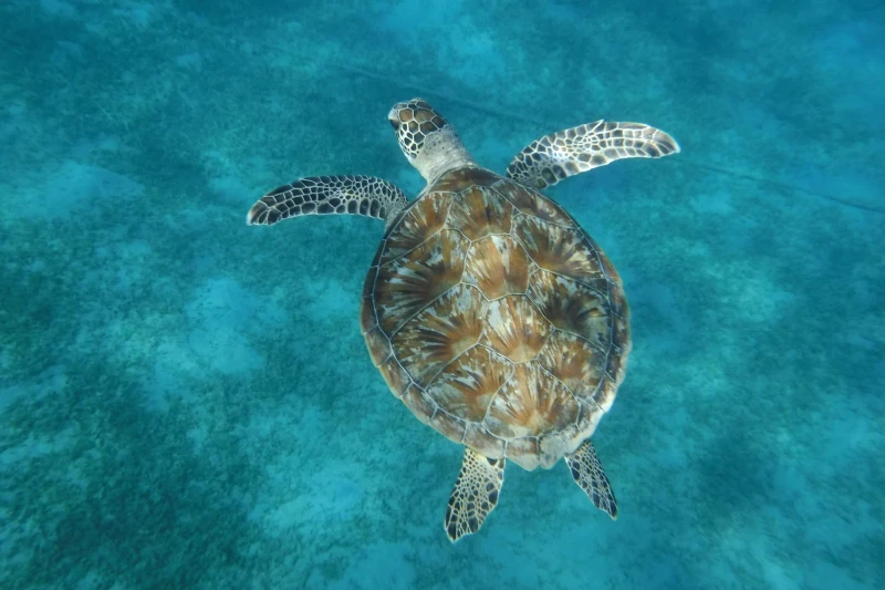 Berenice cosa vedere tra mare e deserto selvaggio