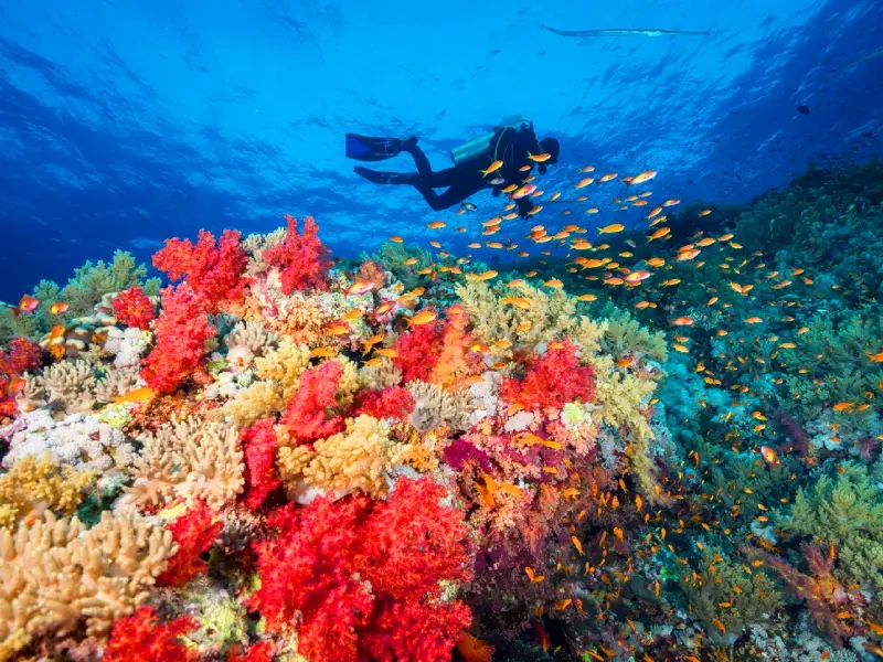 Berenice barriera corallina snorkeling tra colori