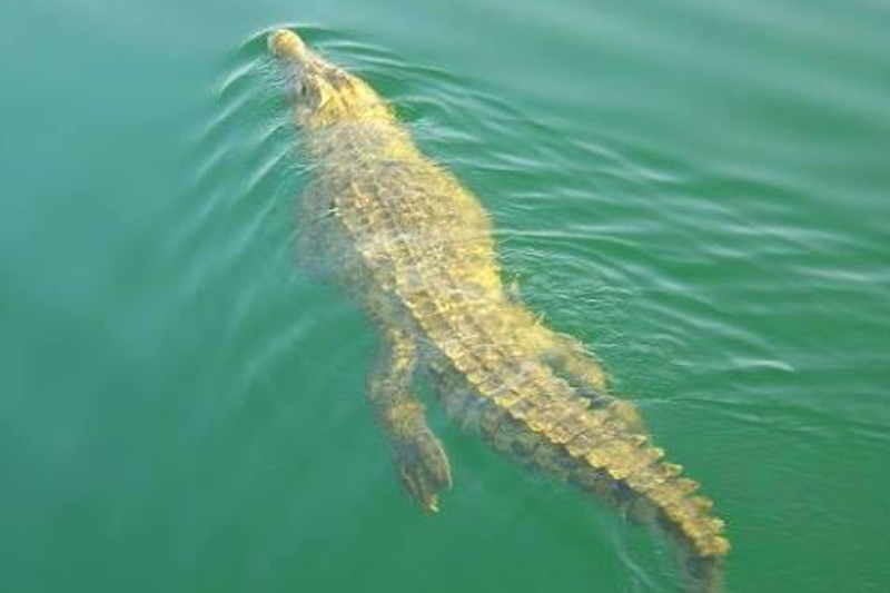 Esemplari di coccodrilli del Nilo