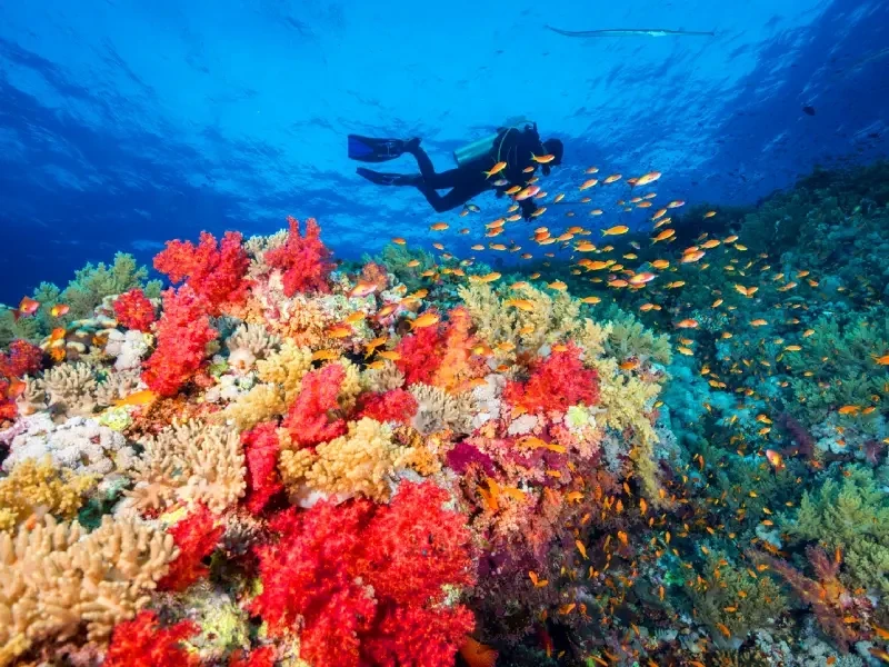 Tour Egitto in estate tra deserto e mare turchese