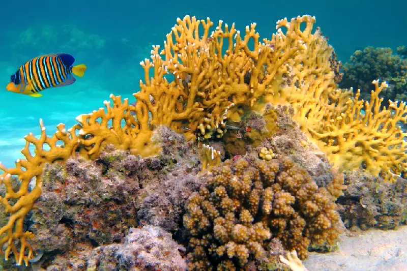 Giordania mare con spiagge tranquille e snorkeling ad Aqaba