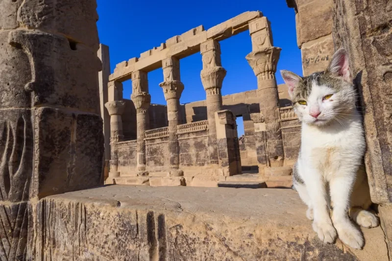 Tempio di Esna uno dei tesori nascosti dell'antico Egitto
