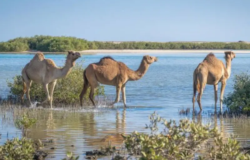Cosa vedere a Marsa Alam e dintorni tra natura e mare