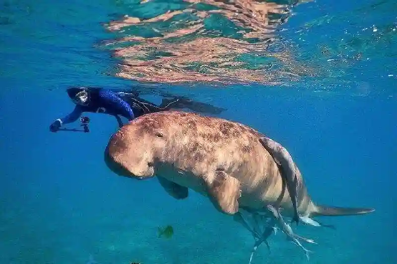 Dove andare a Marsa Alam per fare snorkeling