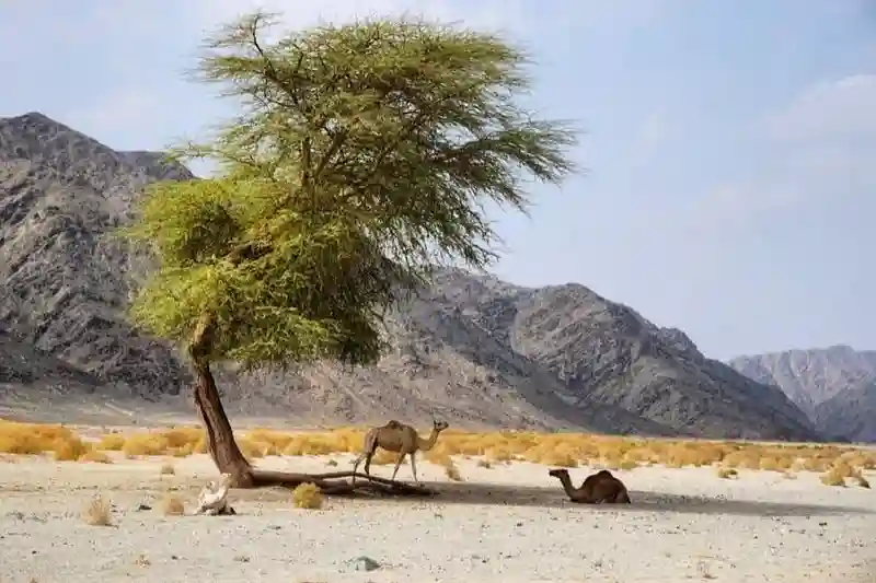 Marsa Alam a Capodanno tra relax ed escursioni