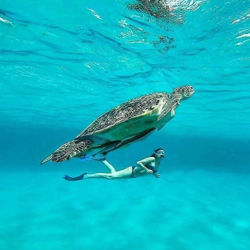 Marsa Alam cosa fare tra mare tartarughe e barriera corallina